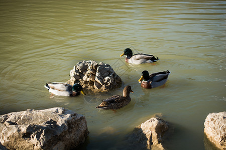 孤单的鸭子在池塘里游泳图片