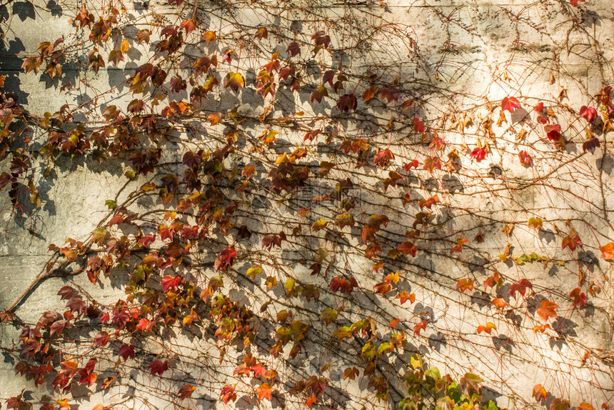 秋天自然背景的干叶图片