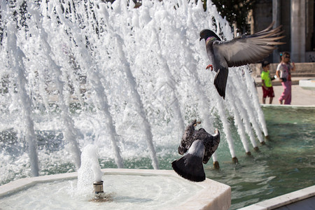 喷泉边水的城市鸽子图片