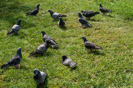 阳光明媚的日子绿草上美丽的鸽子图片