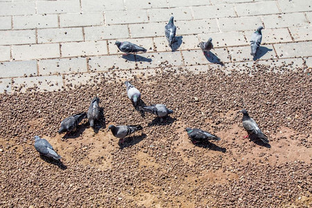 城里的鸽子在地上寻找食物图片