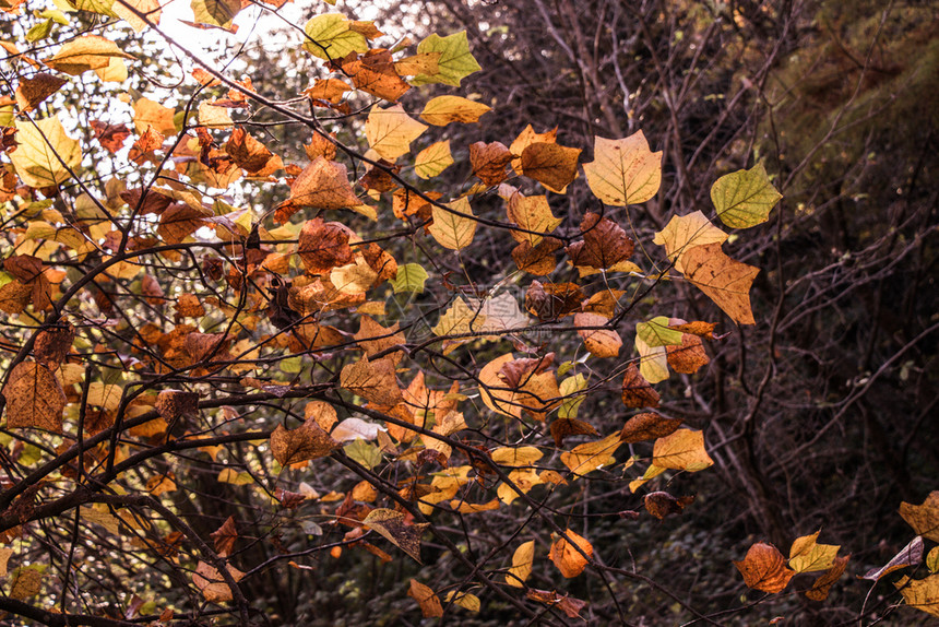 美丽的干叶作为秋天背景纹理图片