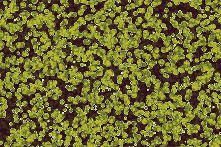 细菌胞的形状共生菌bacilli菌螺旋本底高清图片
