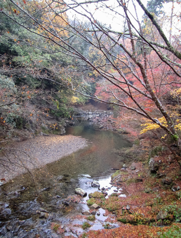 河边的秋叶红和黄图片