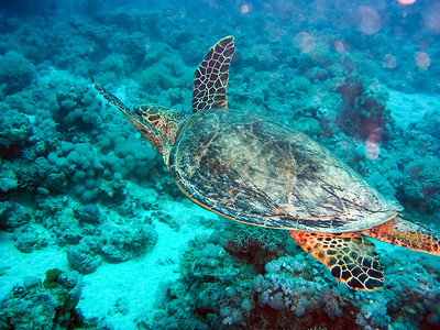 龟板乌龟马尔代夫高清图片