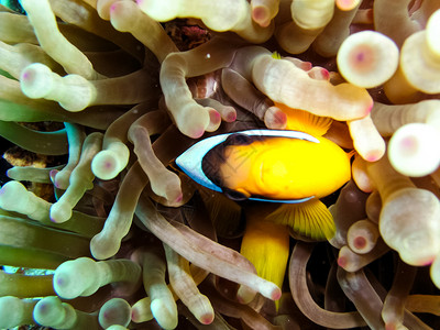 水下珊瑚礁及其居民珊瑚礁及其居民背景图片