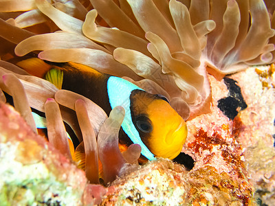 水下珊瑚礁及其居民珊瑚礁及其居民背景图片