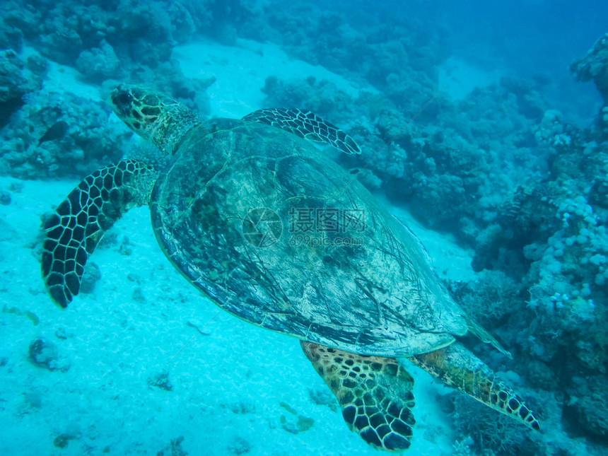 水下游的海龟洋爬行动物水下珊瑚礁及其居民海洋爬行动物图片