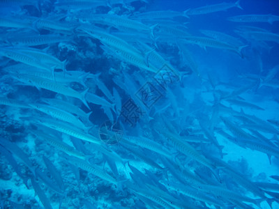 水下的海鱼群海上捕鱼水下的海鱼群海上捕鱼图片