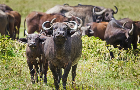 非洲水牛非洲有蹄动物牛的亲戚有角的野牛非洲水牛非洲有蹄动物牛的亲戚角wi背景图片