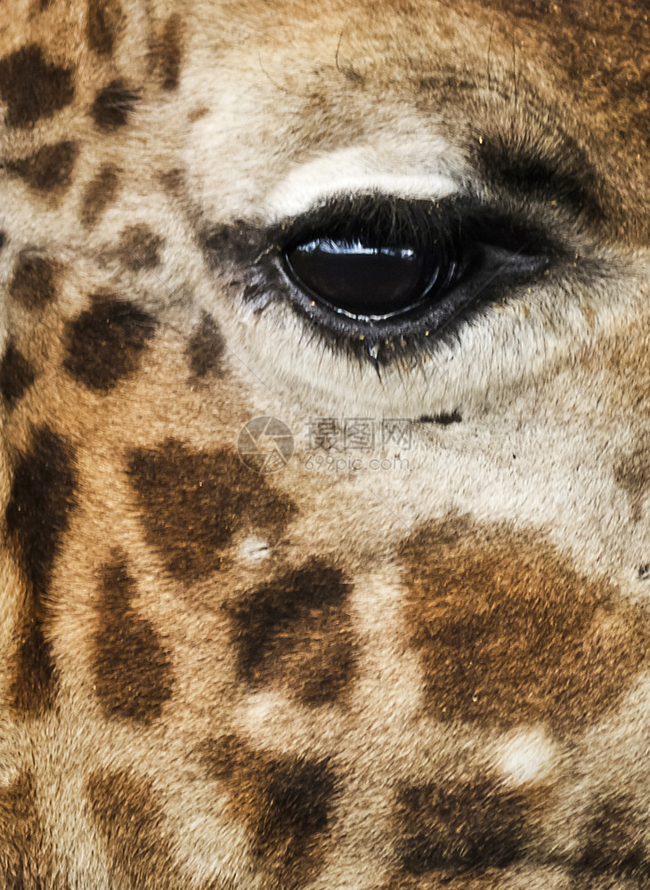野生长颈动物非洲草原野外世界生动物长颈野生图片