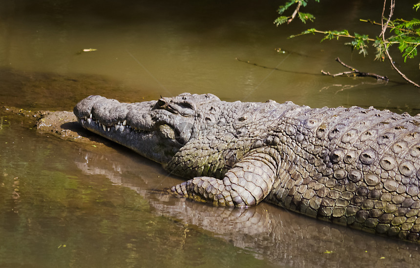 尼罗河鳄食用非洲水库爬虫鳄图片