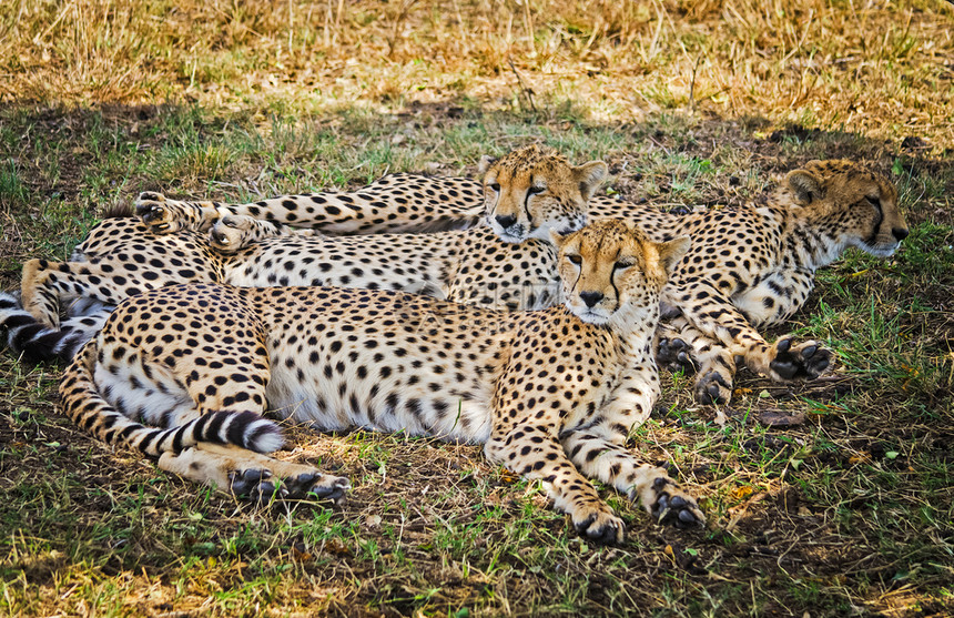 非洲稀树草原的自然栖息地中豹子猫家族的掠食者图片