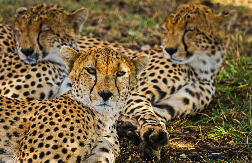 非洲稀树草原的自然栖息地中豹子猫家族的掠食者图片