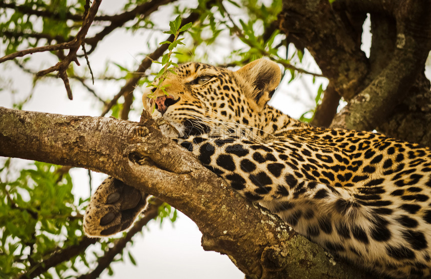 非洲热带草原上自然栖息地的一棵树上豹子捕猫家的掠食者图片
