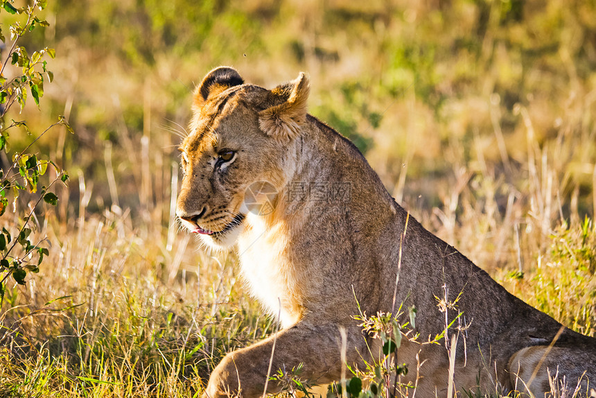 非洲草原上的野生狮子图片