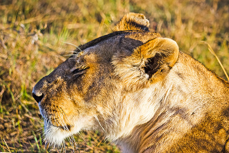 非洲草原的野生狮子近景特写图片