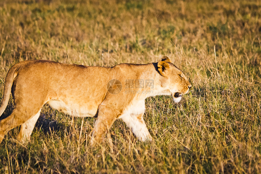 非洲草原上行走的野生狮子图片