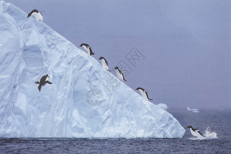 南极的企鹅自然中水禽企鹅图片素材