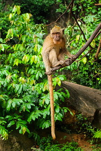 猴子拼图树泰国的猴子自然界泰国背景