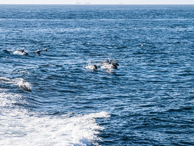 海豚从水中跳出在海游泳豚在中游泳图片
