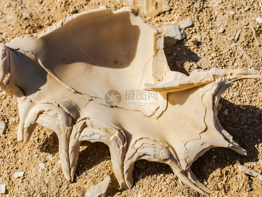 沙中老蛤壳有钉子的沙中老蛤有钉子的图片