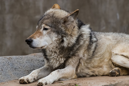 灰狼狗的亲戚灰狼特写灰太狼狗的亲戚图片素材