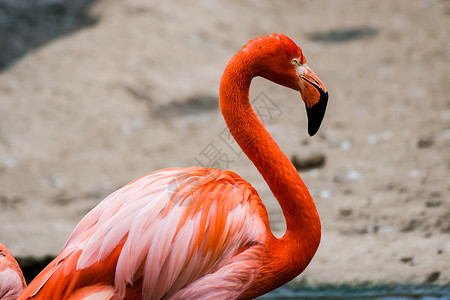 粉红火烈鸟站在池塘附近图片