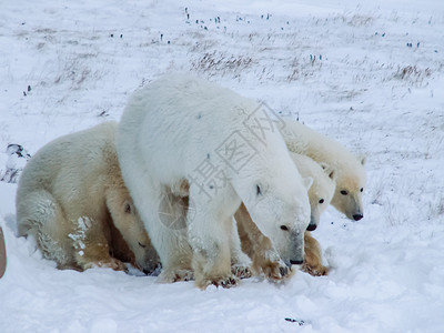 兰格尔岛上的北极熊家族兰格尔岛上的北极熊家族兰格尔岛上的北极熊家族背景