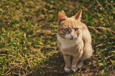 一只红猫在绿草地上一只金黄色成年猫坐在草地上92图片