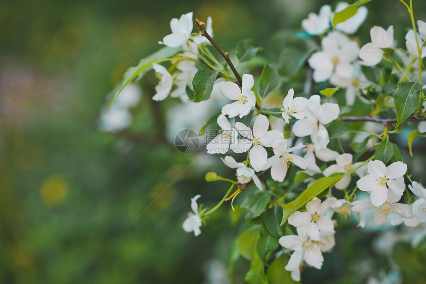 樱花枝上的白布什是樱856图片