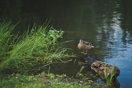 Widgeon在池塘里休息鸭子在池塘里8406图片