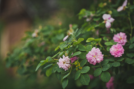 灌木上挂着球形的花朵树上挂着粉红色球形的花朵816图片