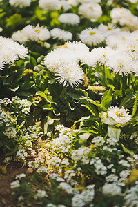 太阳光辉的花菊明媚的白色花菊8609图片