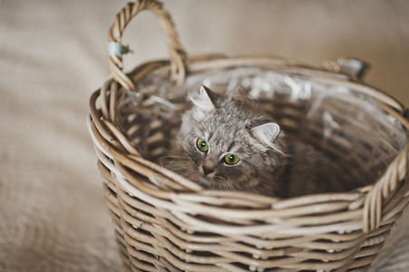 一只年轻的灰猫在球篮里玩耍灰毛猫躲在680篮子里图片