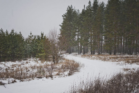 大雪在森林里6204图片