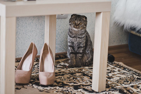 猫坐在椅子下面的地毯上猫坐在鞋子旁边婚礼6237号图片