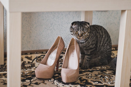 猫坐在椅子下面的地毯上猫坐在鞋子旁边婚礼6238图片