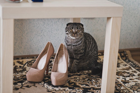 猫坐在椅子下面的地毯上猫坐在鞋子旁边婚礼6239图片