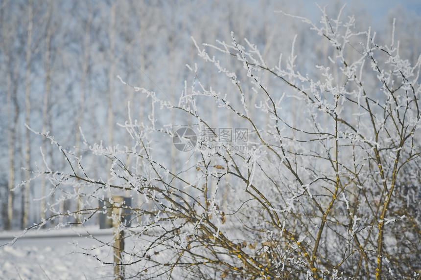 冬季风景树冰冻6251图片