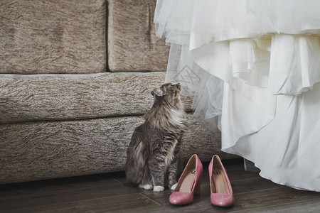 猫检查婚纱猫嗅着结婚的鞋子和婚纱图片