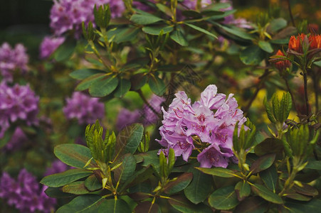 花朵期间的粉红色多登风花美丽的粉红色多登风花1539年的花朵图片