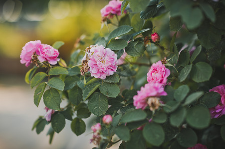 粉红玫瑰照片高清晰度背景图片