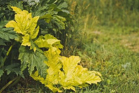 植物光学的素卡普斯英语高分辨率182年植物素卡普的黄色叶子质量更佳图片