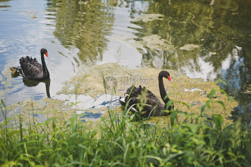 两只黑天鹅在繁衍的池塘里游泳1973年的池塘里天鹅游得漂亮而真实图片