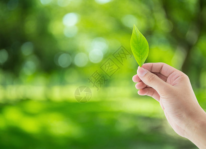 与自然背景的叶子齐头并进环境保护概念高清图片