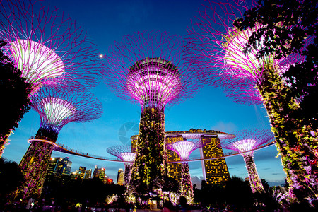 的有吸引力SINGAPORE2017年8月6日在海湾边的花园里有超级树像一样的结构配备了模仿树木生态功能的环境技术背景