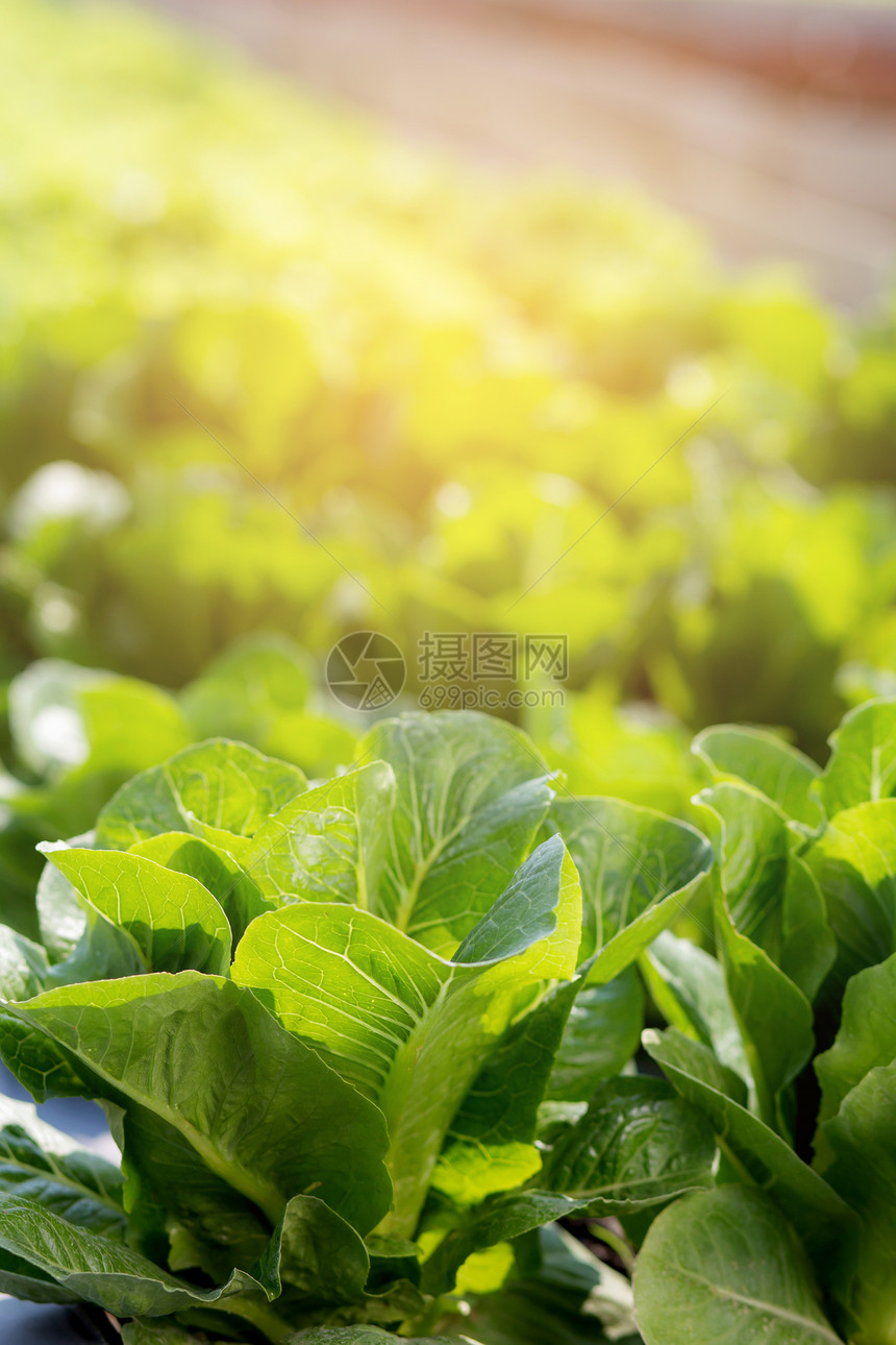 绿树新鲜苗种植场中的红黄素生菜有机农场产品和种植业田间收获绿叶菜园和健康食品概念图片