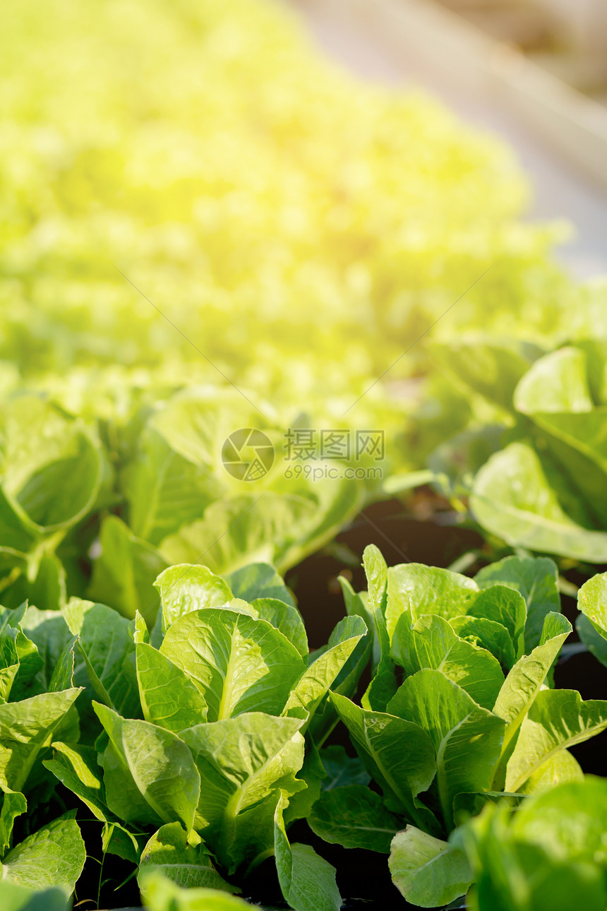 绿树新鲜苗种植场中的红黄素生菜有机农场产品和种植业田间收获绿叶菜园和健康食品概念图片