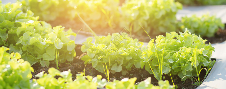 种植场绿橡树红黄素生菜有机水栽培农场的新鲜树苗农产品和耕收获叶菜园和健康食品概念横幅网站背景图片